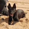Anubis